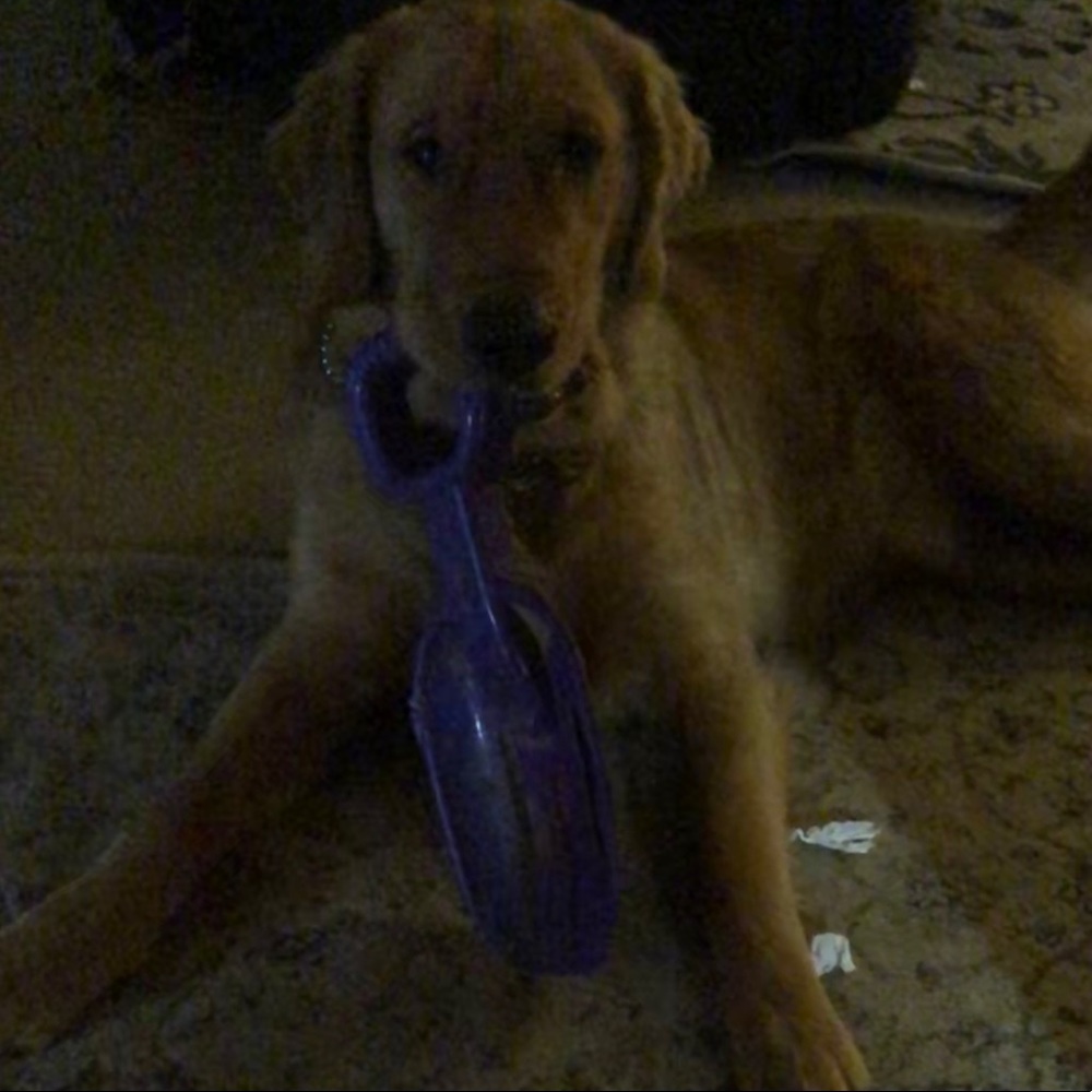 Meet your Posher, Logan